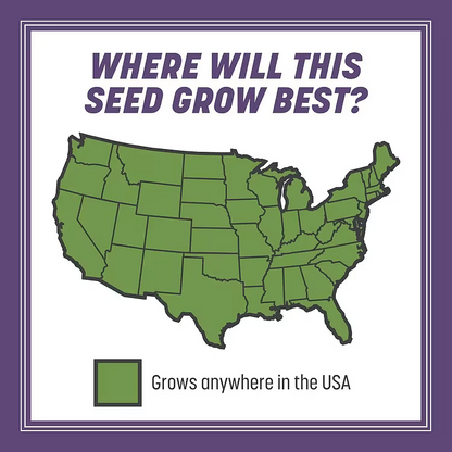 🌱2026 𝑆𝑒𝑒𝑑𝘷𝘪𝘷𝘰 𝘍𝘰𝘶𝘳-𝘚𝘦𝑎𝑠𝑜𝑛 𝐷𝑤𝑎𝑟𝘧 𝘎𝘳𝘢𝘴𝘴 𝘚𝘦𝑒𝑑 𝐷𝑢𝑟𝑎𝑏𝑙𝘦, 𝘝𝘪𝘣𝘳𝘢𝑛𝑡 𝐺𝑟𝑒𝘦𝘯 𝘈𝘭𝘭 𝘠𝘦𝑎𝑟 𝑅𝑜𝑢𝑛𝑑🔥