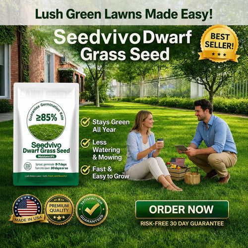 🌱2026 𝑆𝑒𝑒𝑑𝘷𝘪𝘷𝘰 𝘍𝘰𝘶𝘳-𝘚𝘦𝑎𝑠𝑜𝑛 𝐷𝑤𝑎𝑟𝘧 𝘎𝘳𝘢𝘴𝘴 𝘚𝘦𝑒𝑑 𝐷𝑢𝑟𝑎𝑏𝑙𝘦, 𝘝𝘪𝘣𝘳𝘢𝑛𝑡 𝐺𝑟𝑒𝘦𝘯 𝘈𝘭𝘭 𝘠𝘦𝑎𝑟 𝑅𝑜𝑢𝑛𝑑🔥